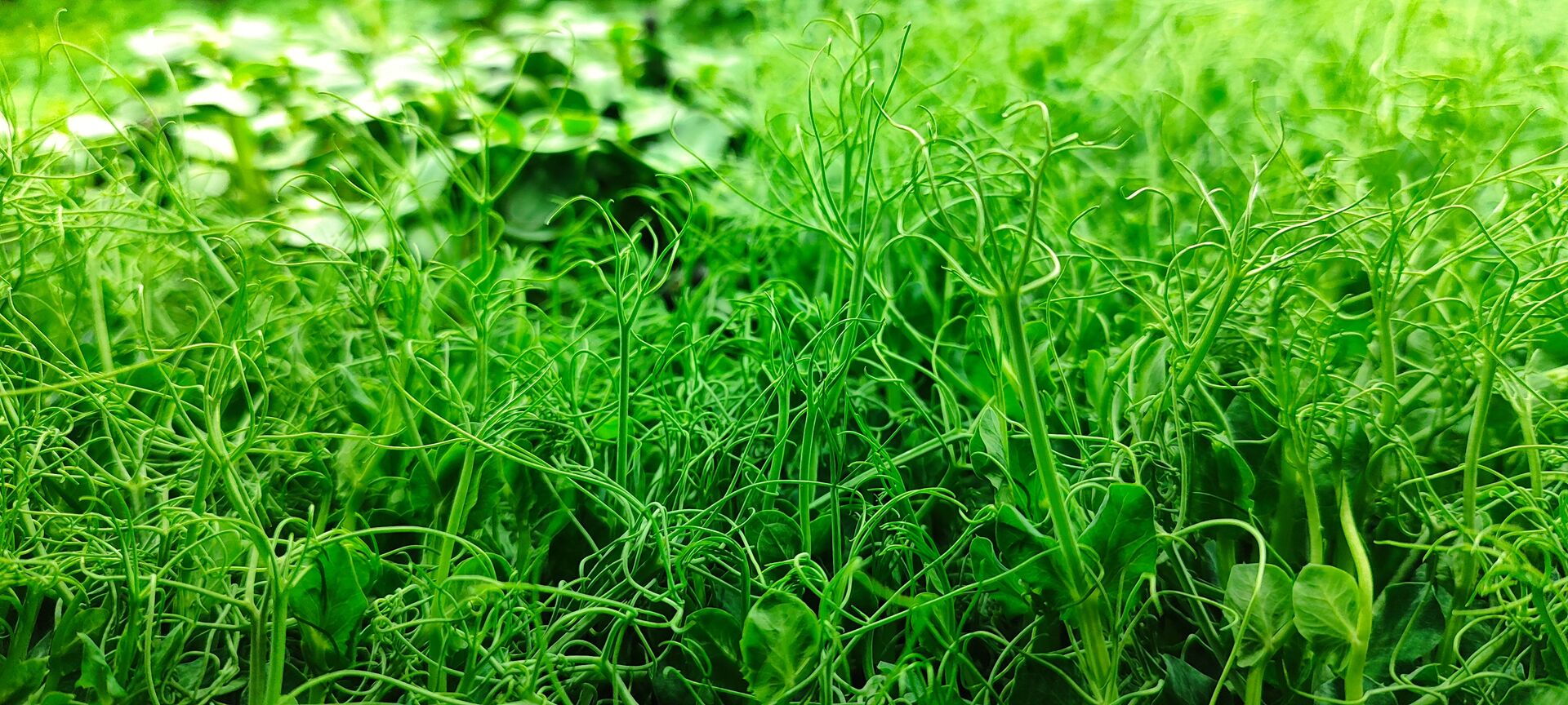 Фон - микрозелень